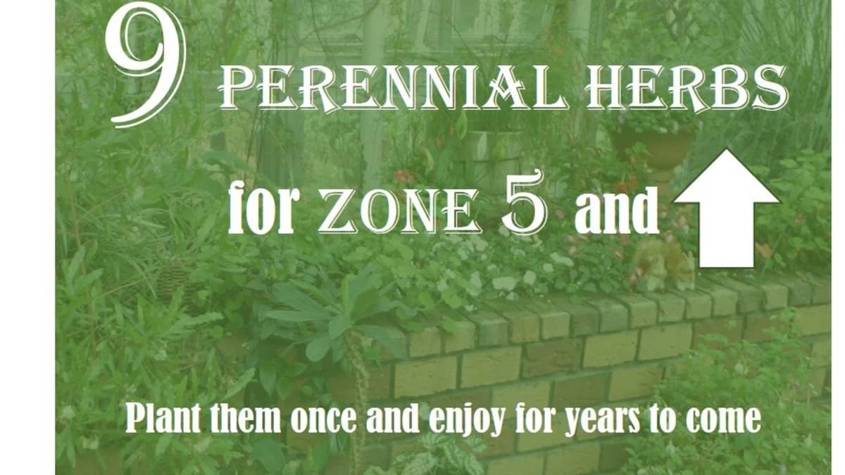 14 Perennial Herbs for Zones 14 and Higher - Dengarden