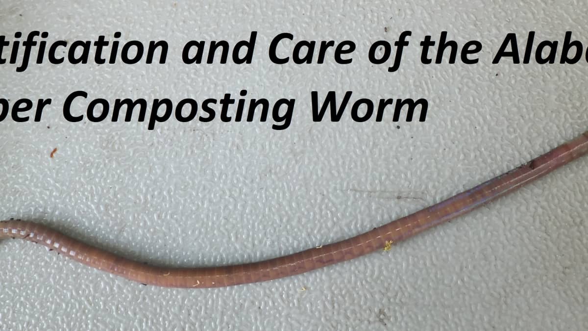 CREATURE FEATURE – Earthworms (European & Asian Jumpers) – Friends