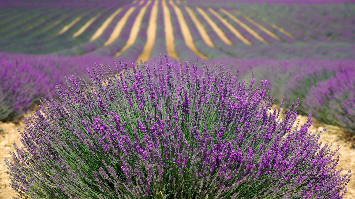 Lavender in Dry Climate