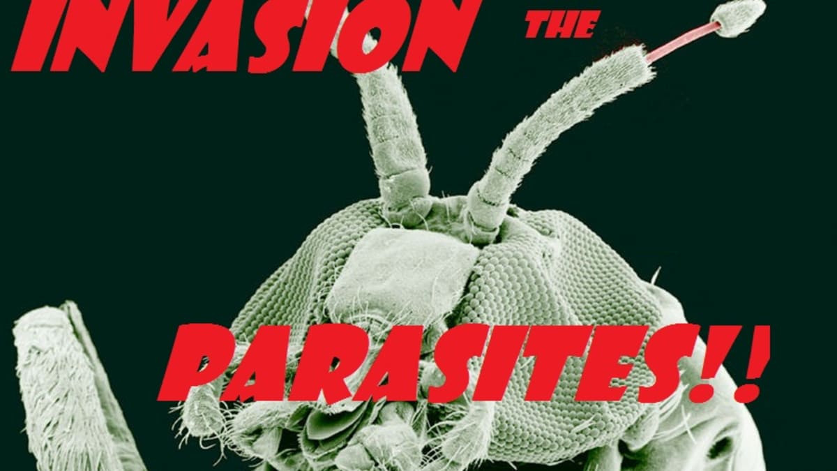 Top 10 Interesting And Fun Facts About Parasites Owlcation