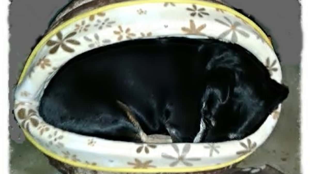 chiweenie dog sweaters