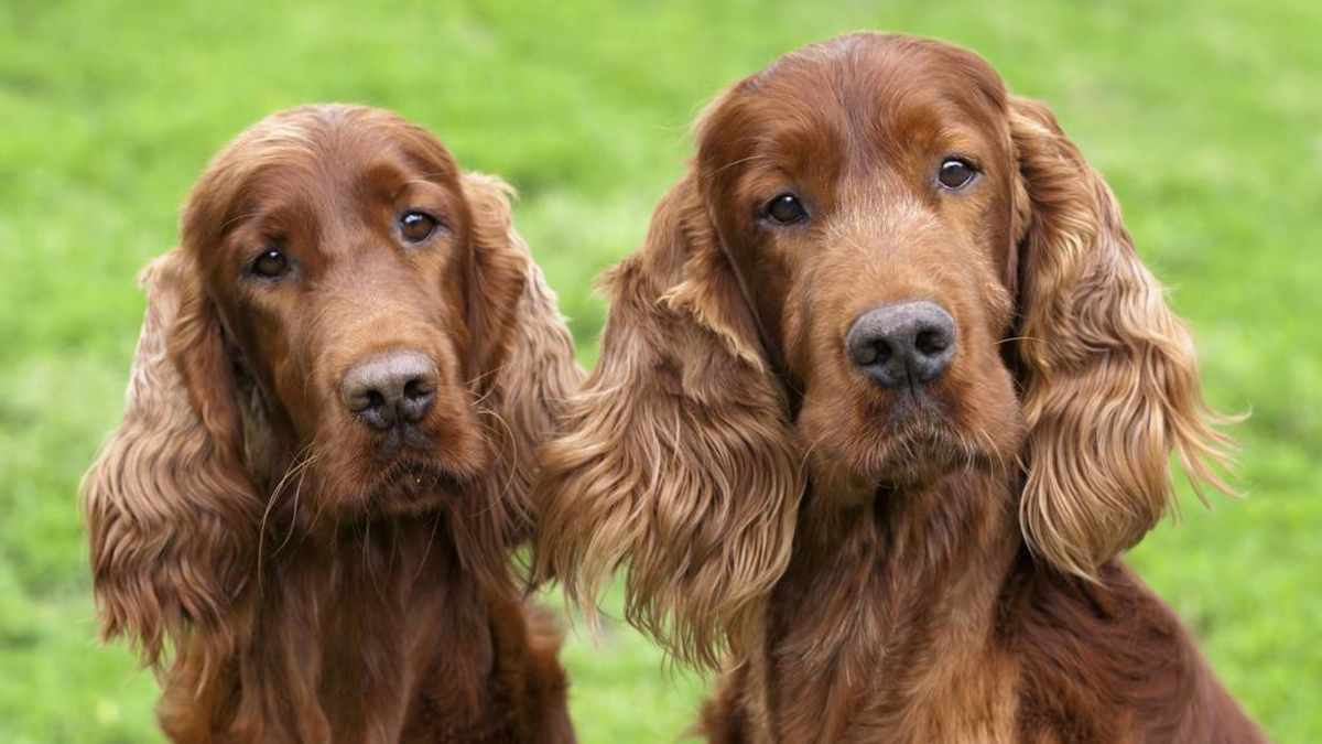 100 Hunting Dog Names Male And Female Pethelpful