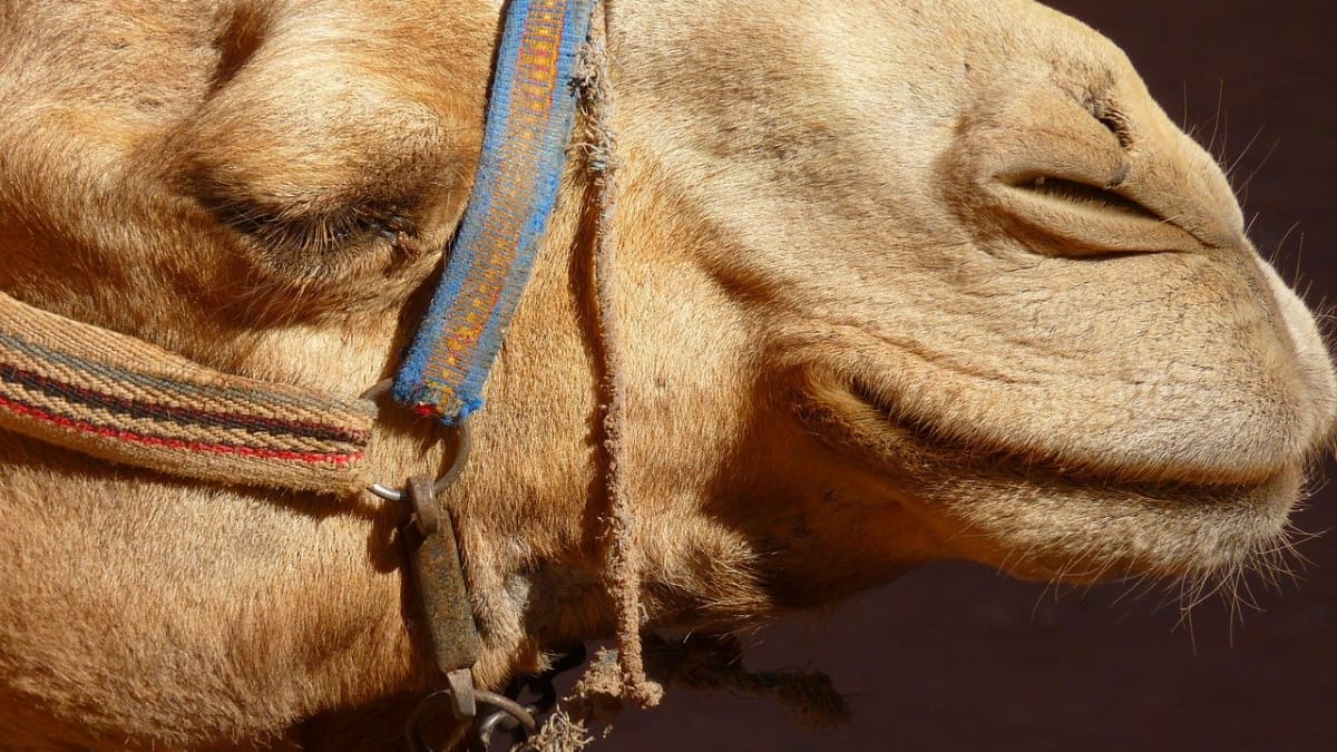 The Meaning of the Camel Power Animal as Your Totem - Exemplore