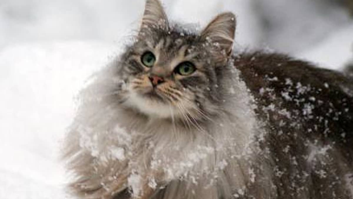 Great Names for Your Norwegian Forest Cat   PetHelpful