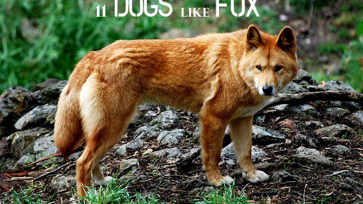 what are the dogs that look like foxes