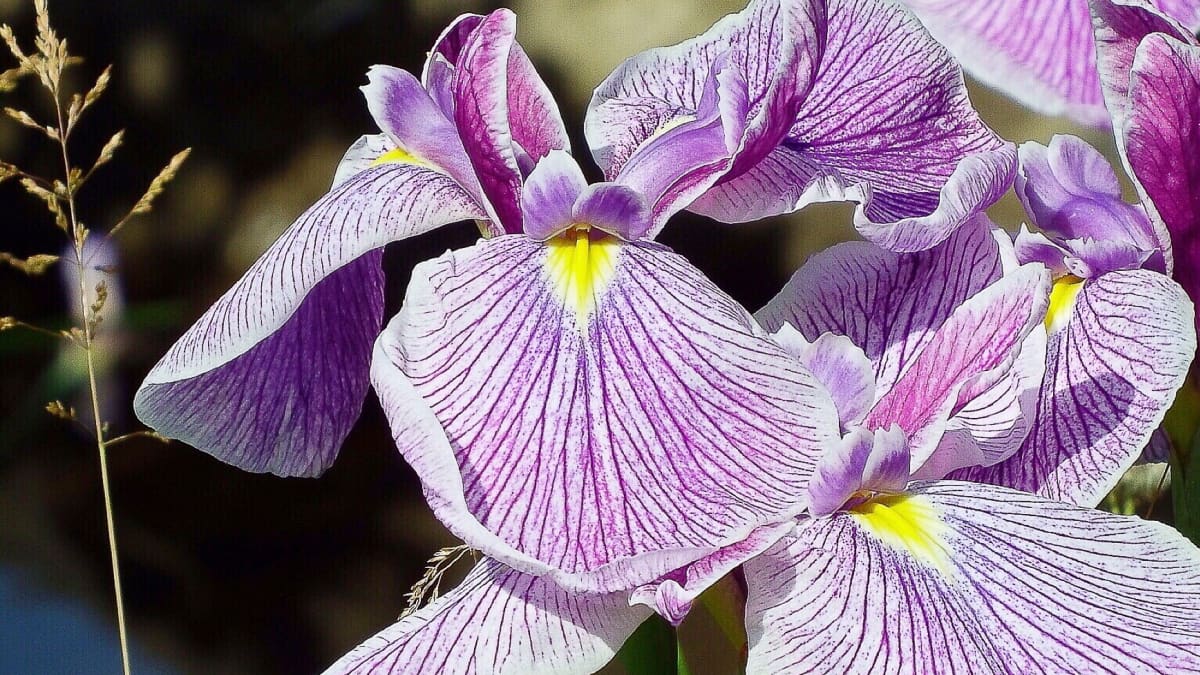 Iris Flower: Varieties to Grow and How to Care for Them