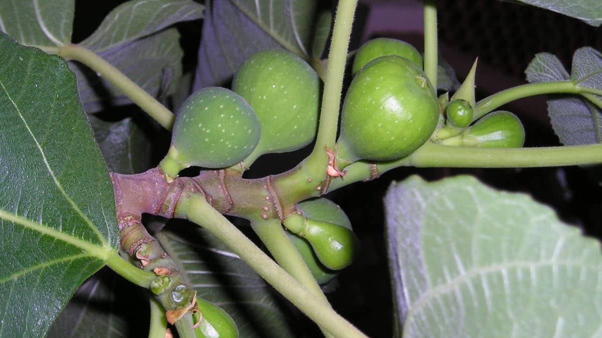 Инжир скрещенный. Ficus carica ареал. Ficus carica дерево. Ficus carica 'Adriatic White'. Инжир дерево.