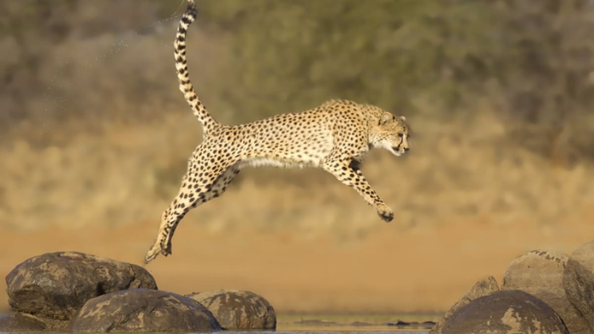 Did you know that a Cheetah has the sprint of a sports car