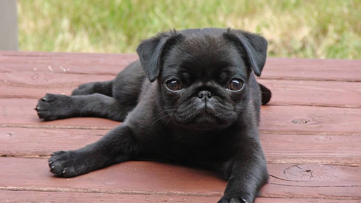 155 Best Names For Black Dogs And Puppies Pethelpful