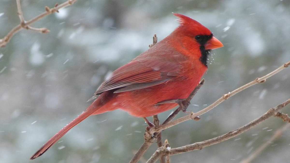 My Mother S Day Cardinal Experience Letterpile
