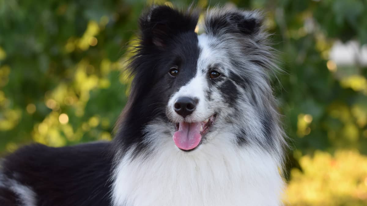 Selecting and Training a Border Collie Puppy - PetHelpful