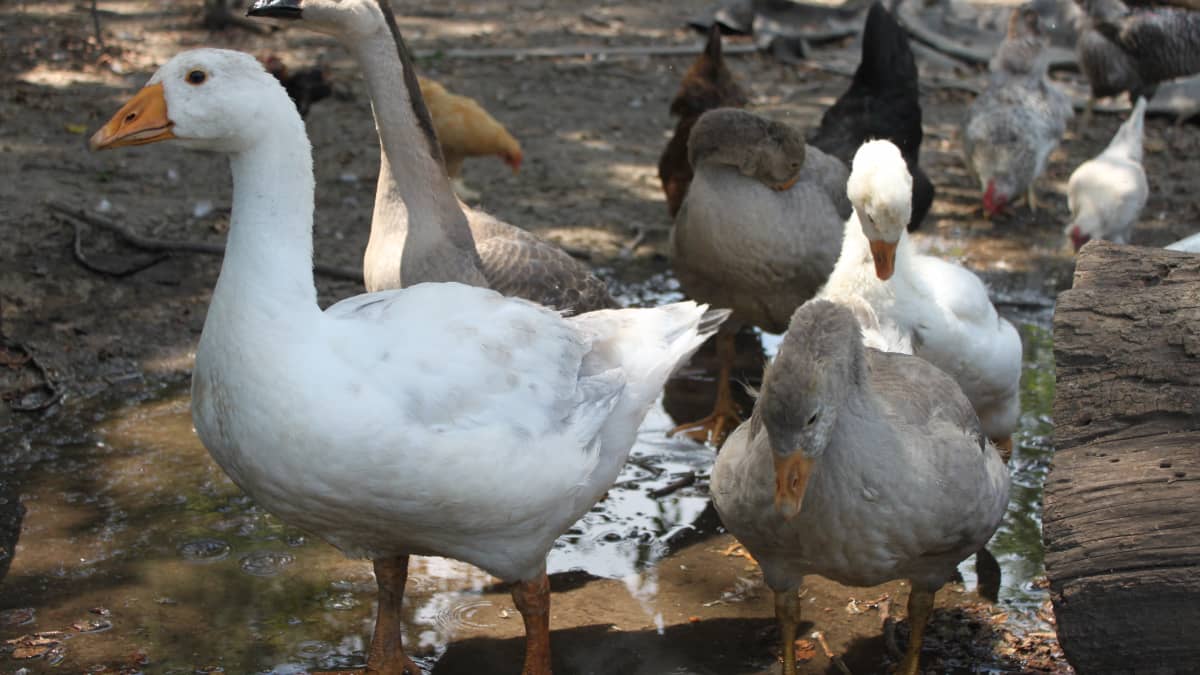 Great Reasons To Raise Geese In Your Back Yard Pethelpful