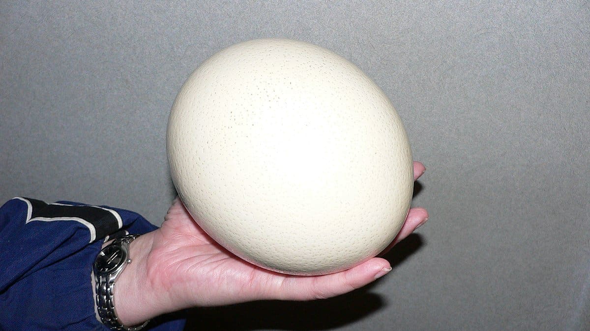 Eating a 3 Pound Hard Boiled Ostrich Egg (Live Stream)