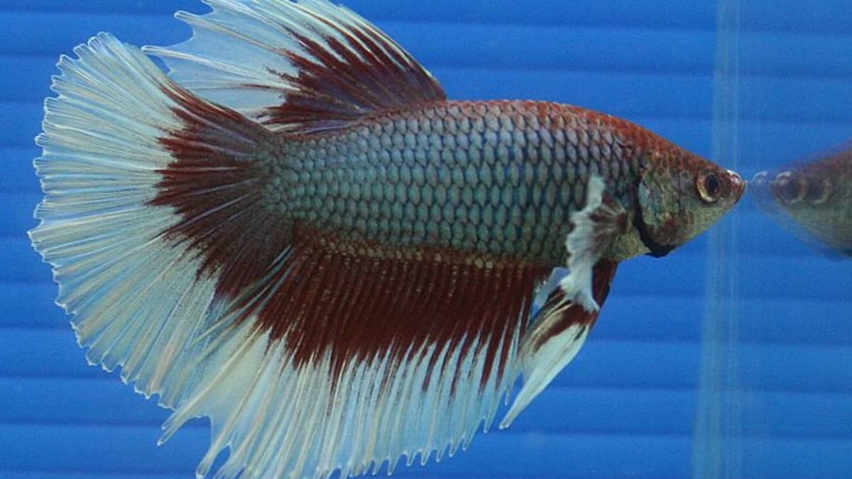 Why One-Gallon Tanks Are Bad for Betta Fish - PetHelpful