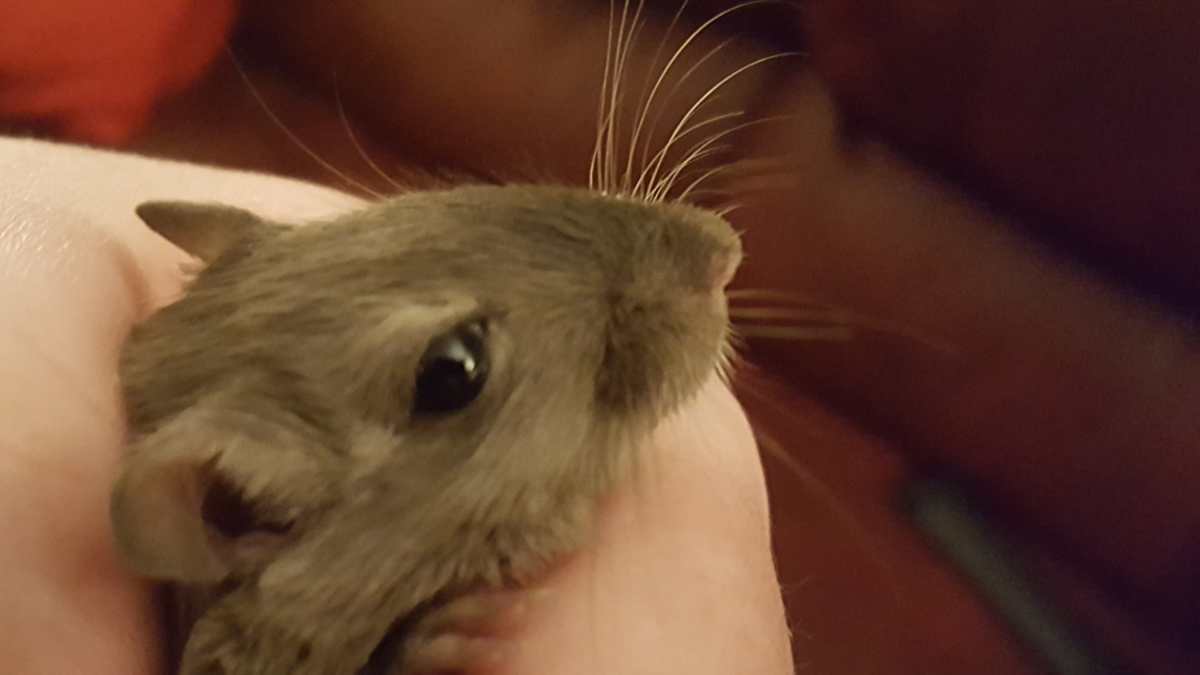 gerbil scratching