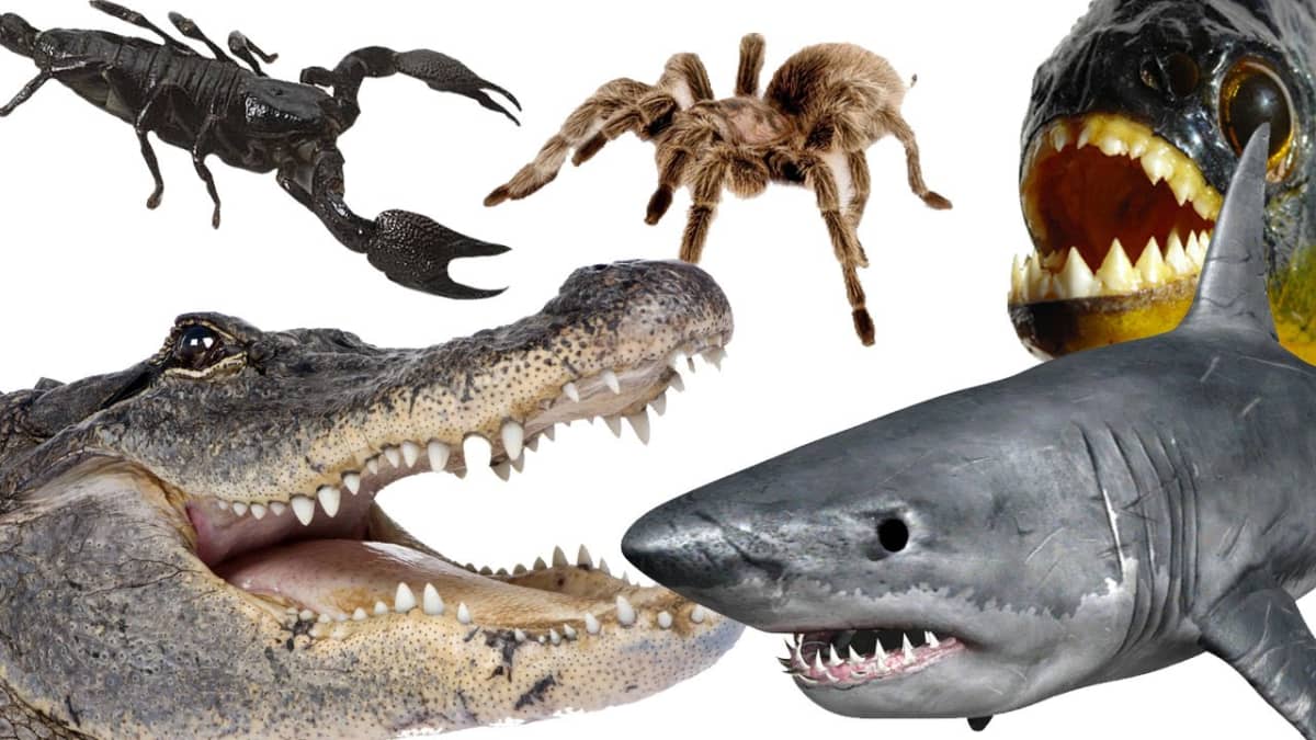 10 Deadliest Animals on the Planet - Owlcation