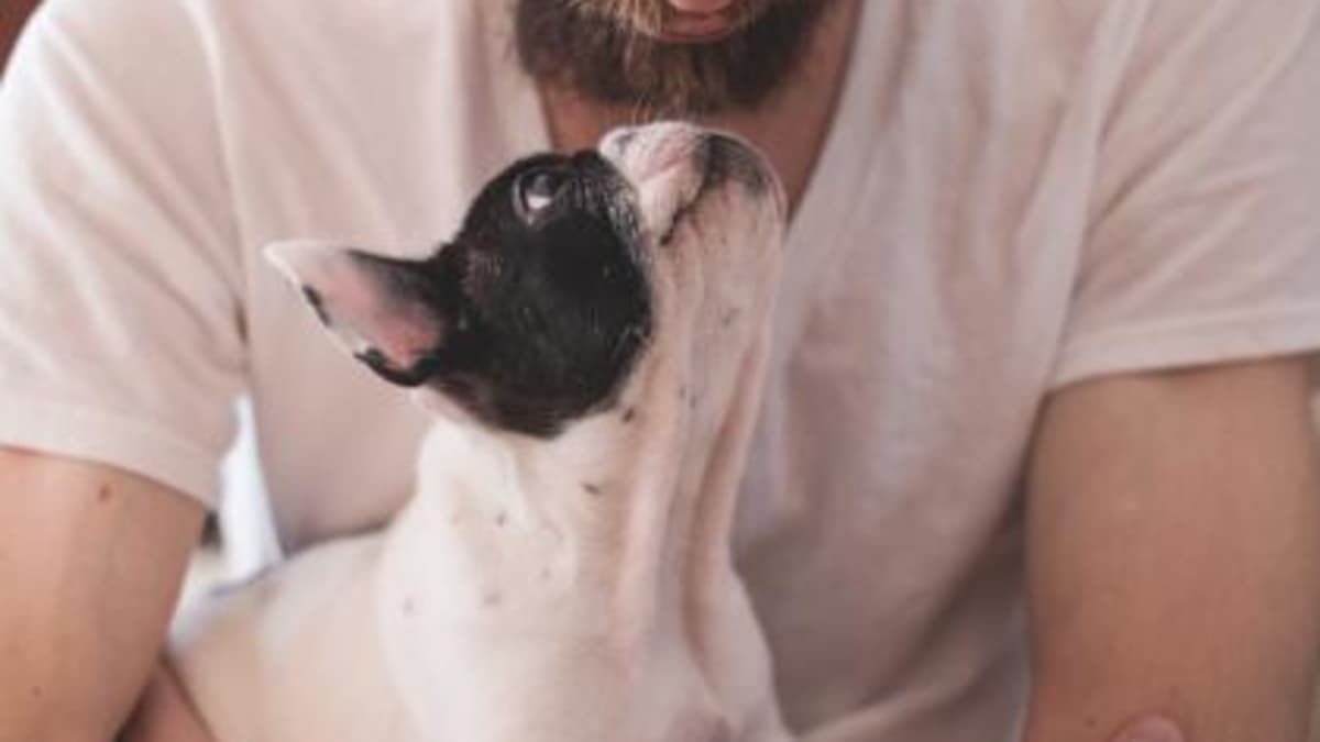 Which Pets Don T Smell Pethelpful