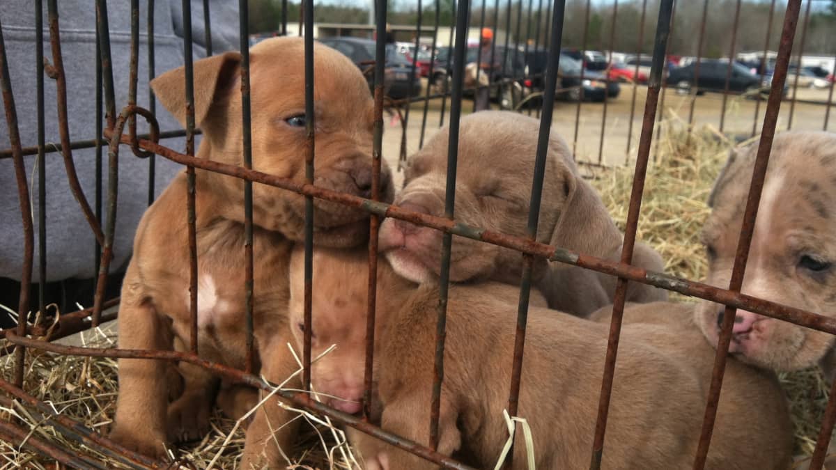 are pet store puppies bad