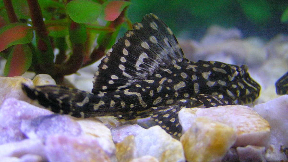 Top 5 Freshwater Aquarium Fish And Critters That Eat Algae Pethelpful