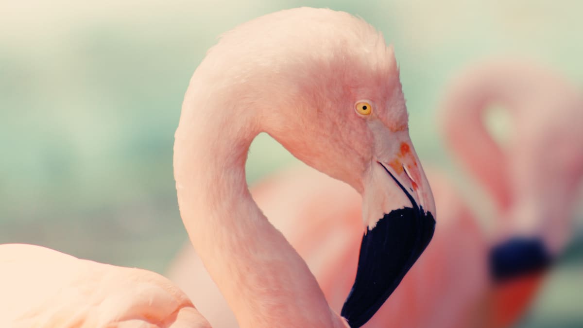 7 Reasons Why Pink Flamingos Are Absolutely Fabulous - Owlcation