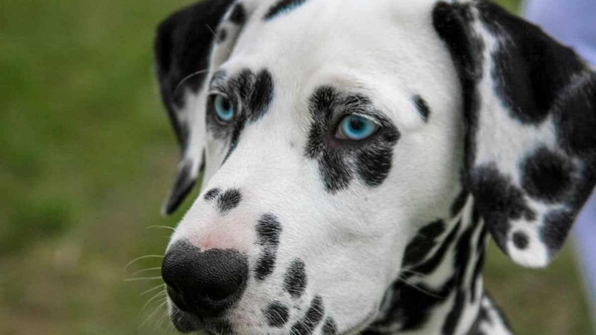 90+ Unique Names for Dogs With Spots - PetHelpful