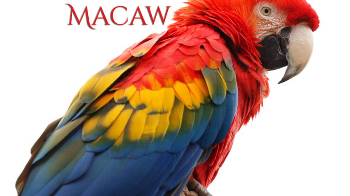 A Guide to Owning a Scarlet Macaw - PetHelpful