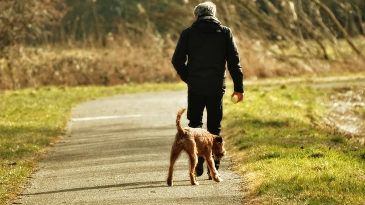 through the leash dog training