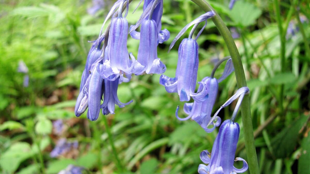 English and Spanish Bluebells: Features, Facts, and Problems - Owlcation