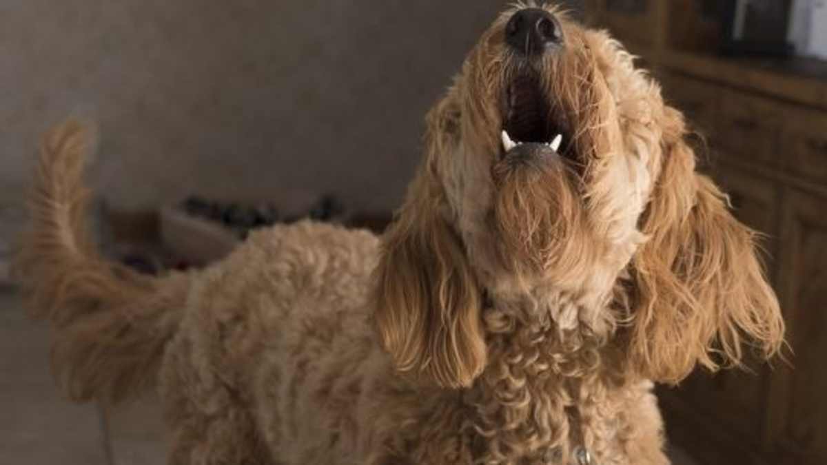 using a bark collar for separation anxiety