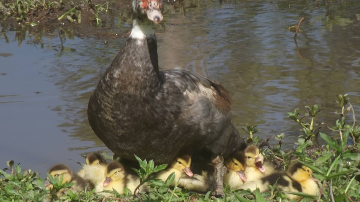 10 Reasons Muscovy Ducks Make Great Pets Pethelpful