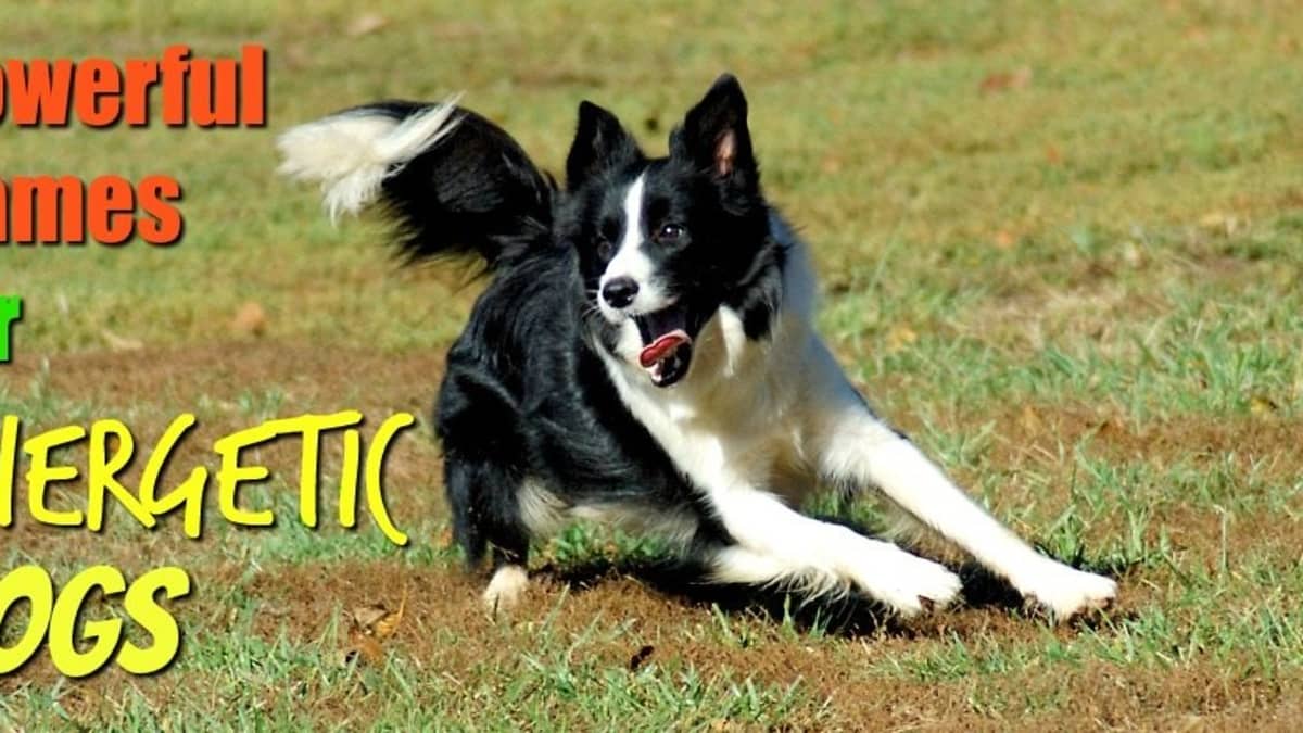 160 Powerful Names for Energetic Dogs: From Chipper to Zipper ...
