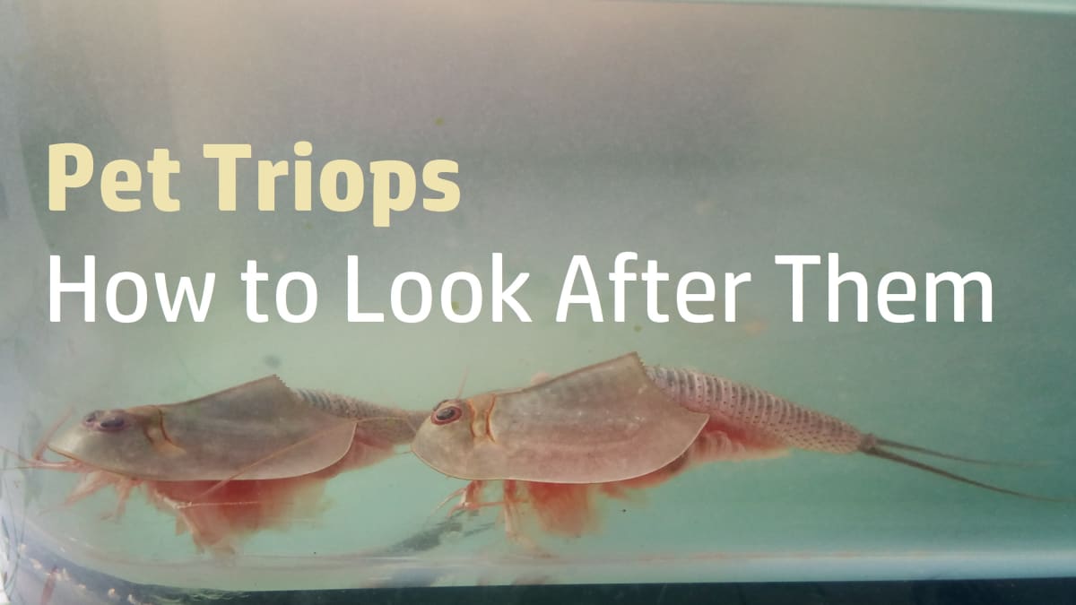 Triops – life cycle, facts and care - Pets-Society