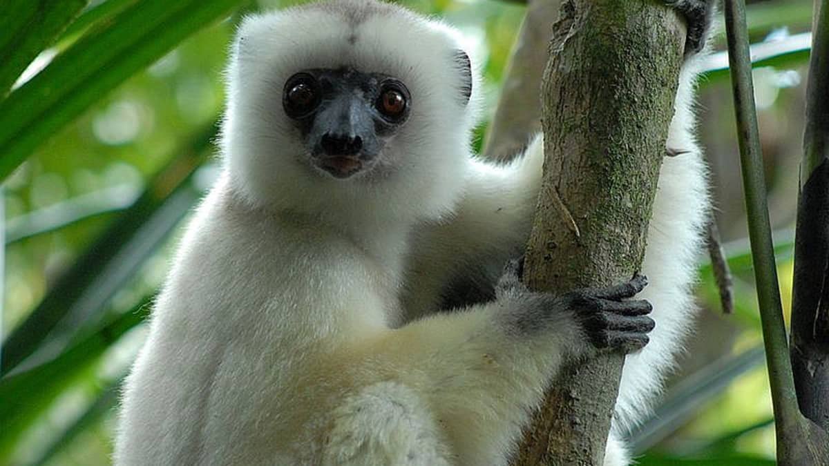 Tyoes of Lemurs: Endemic to Madagascar, but Favorites in Zoos Worldwide -  Owlcation