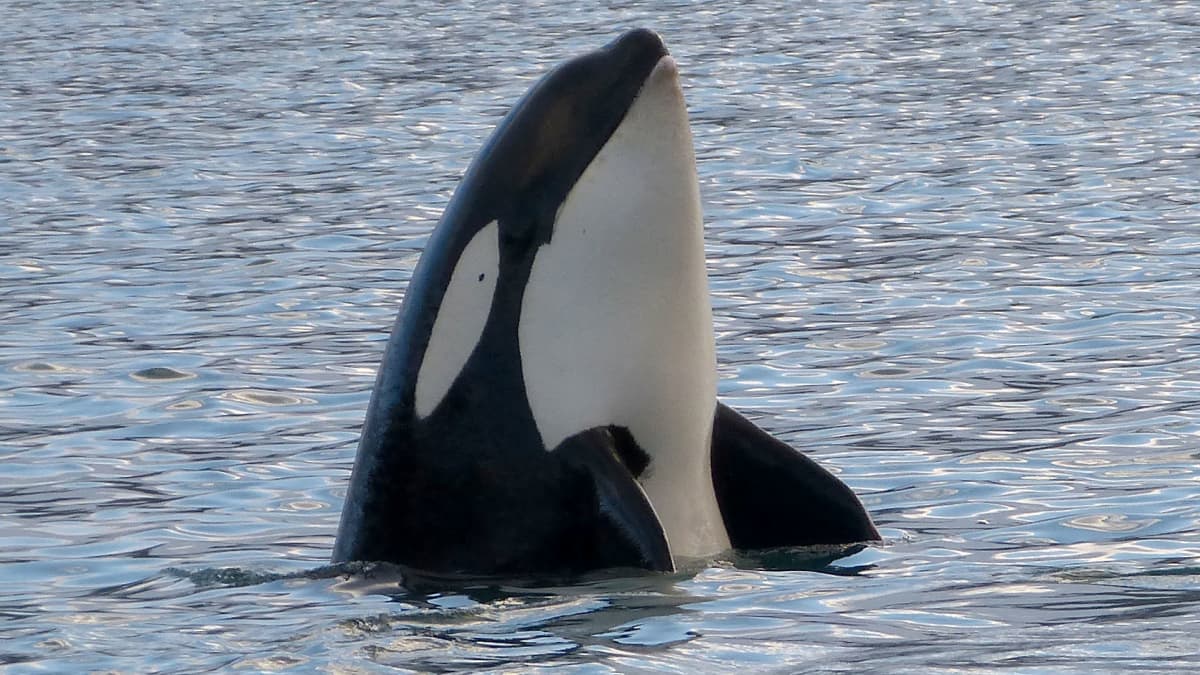 10 Facts About Killer Whales Orca Owlcation