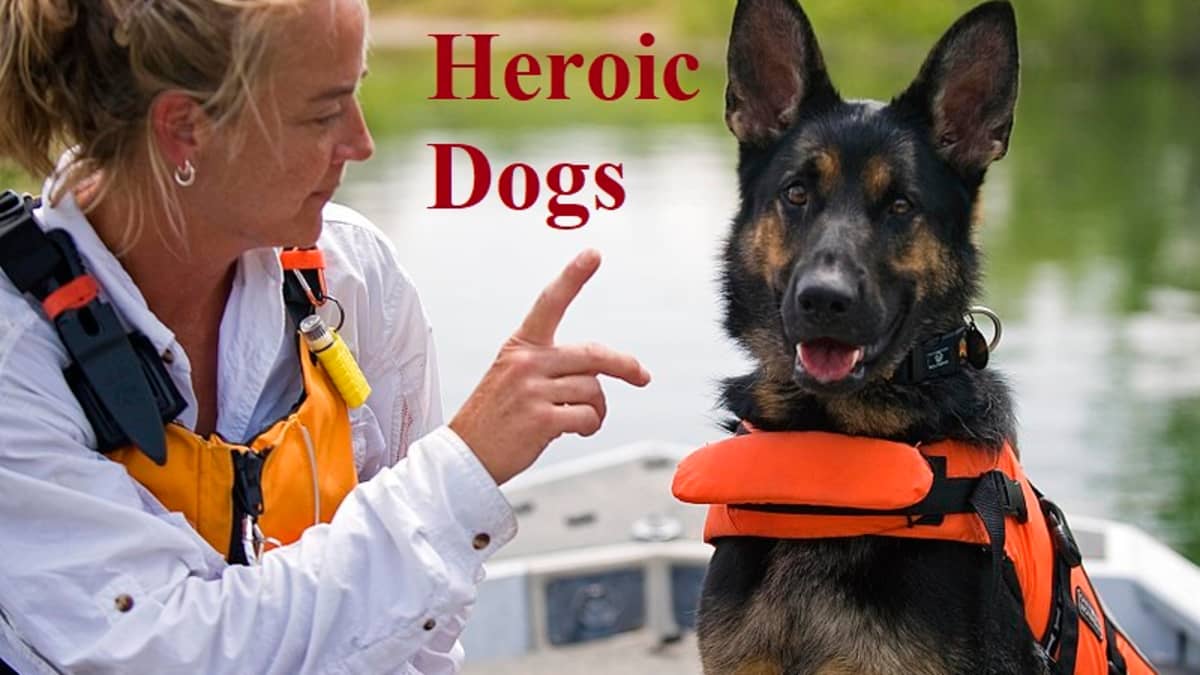 how are rescue dogs trained