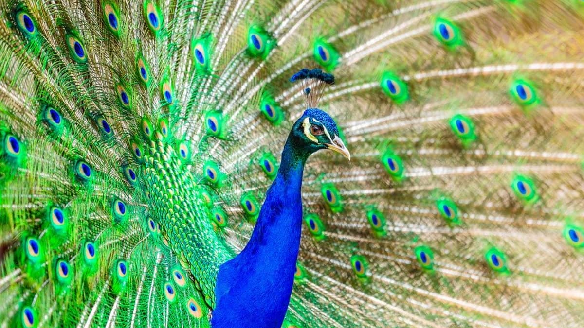 Everything You Need to Know About Pet Peacocks - PetHelpful