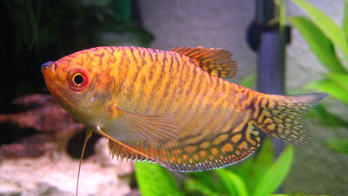 Freshwater Aquarium Fish That Eat Snails - PetHelpful