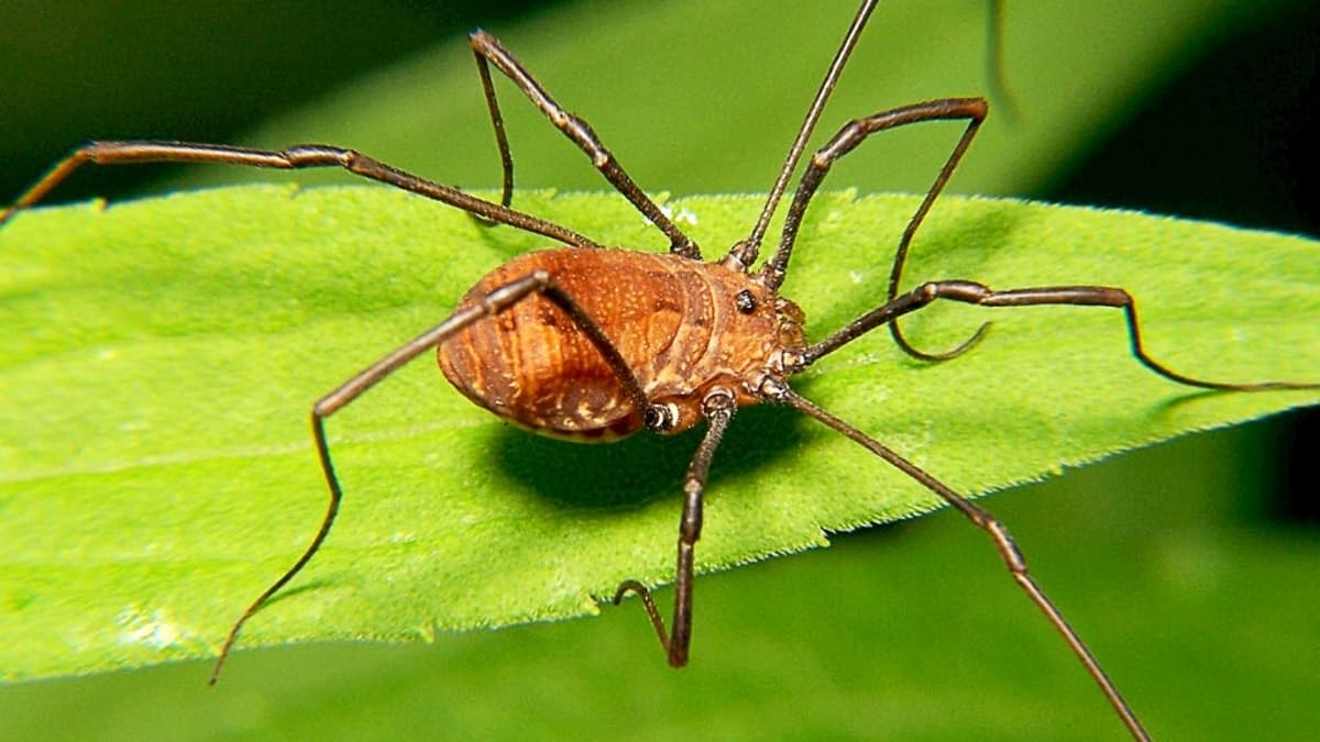 Daddy Long Legs - Visit Manchester