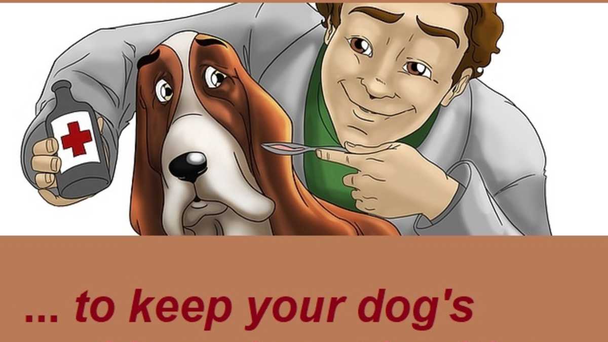 dog coat supplements