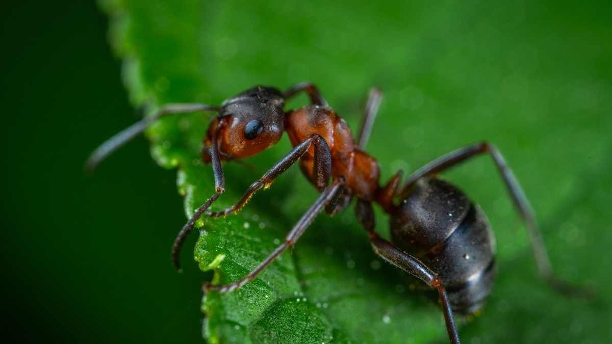 How Long Do Ants Live? - Owlcation How Long Do Ants Live? - Owlcation