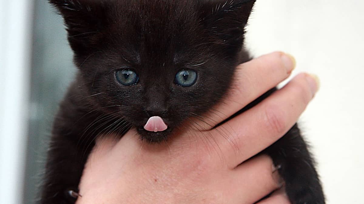 12 Signs Your Cat Really Loves You Pethelpful