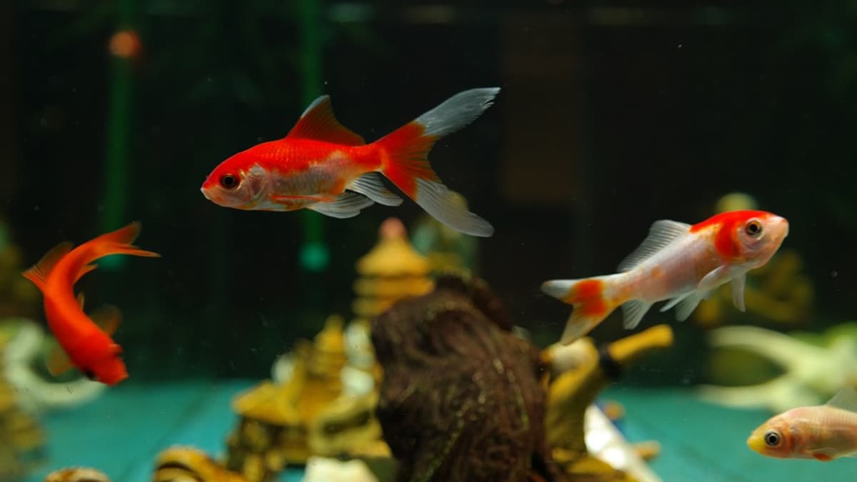 Tips for Keeping a Bare-Bottom Fish Tank - PetHelpful