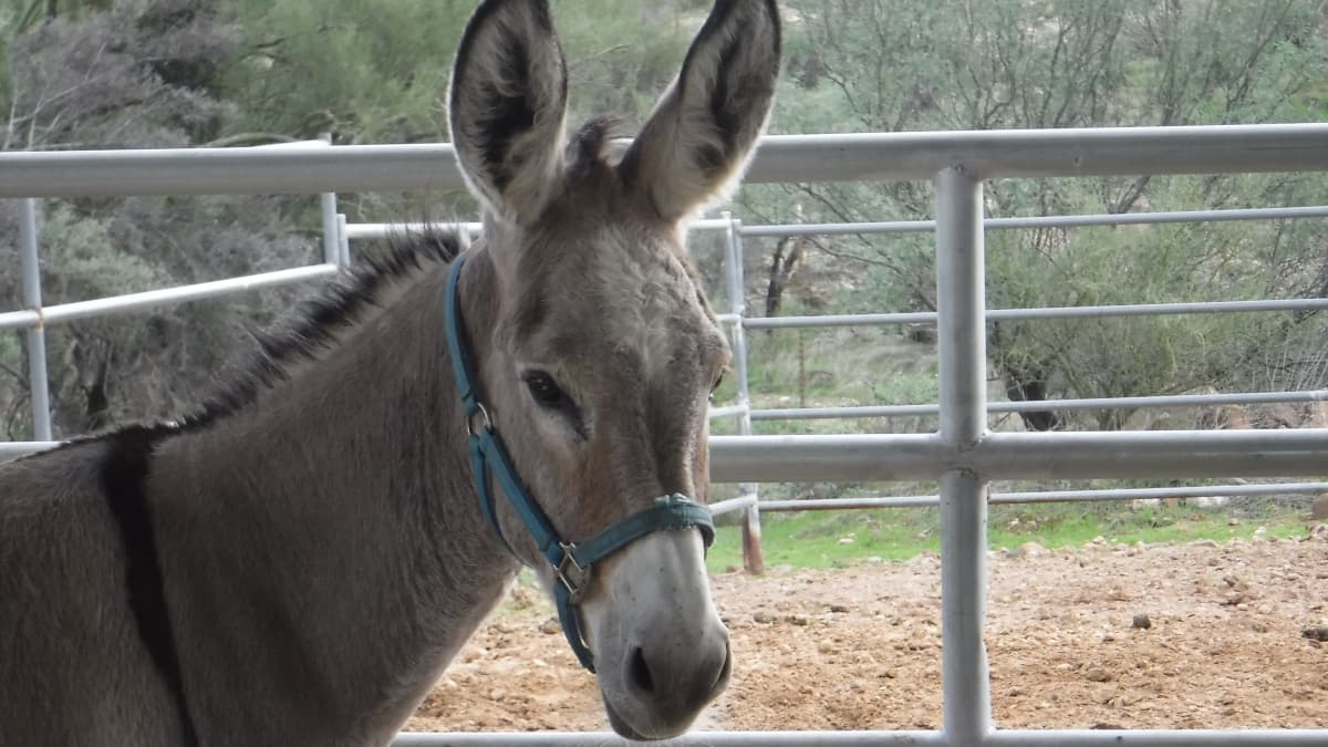 12 Fascinating Things You Never Knew About Donkeys PetHelpful