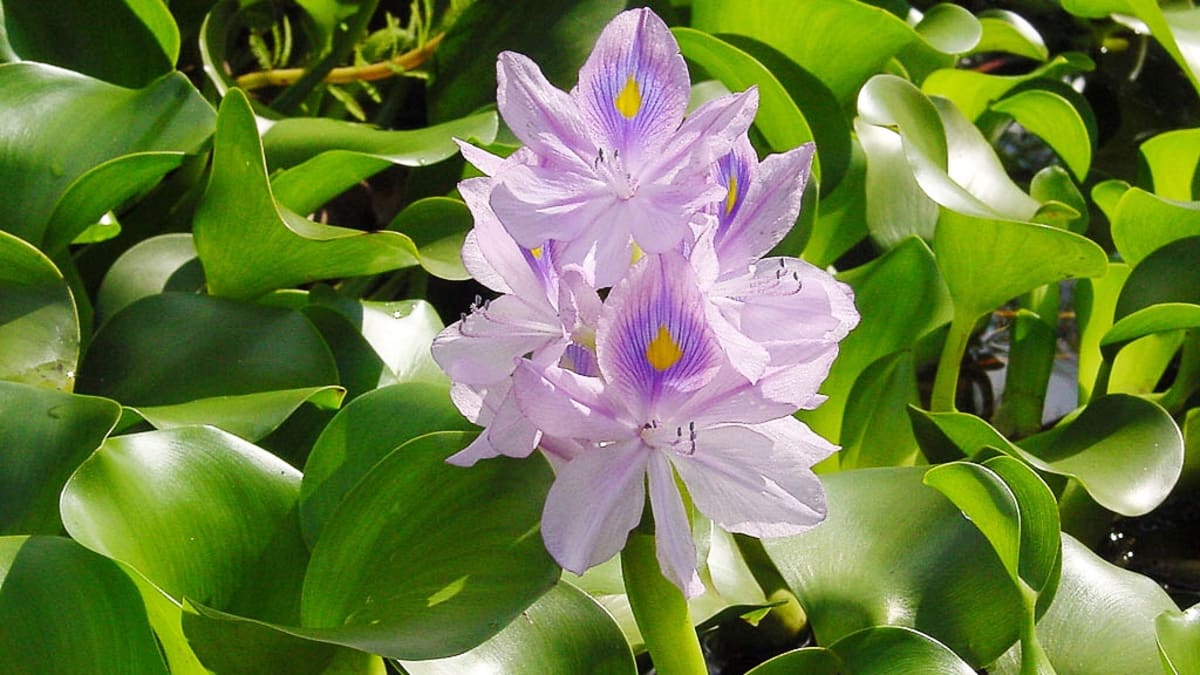 Reflectie 鍔 voor mij The Beautiful Water Hyacinth: An Invasive Plant and a Biofuel - Owlcation