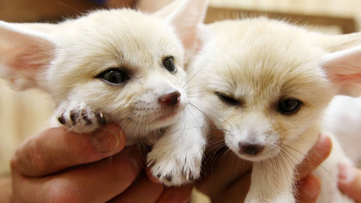 white fennec fox baby