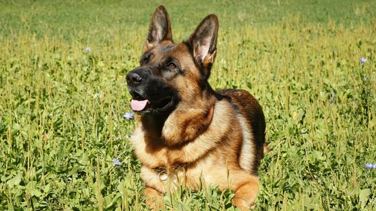100+ Unique German Shepherd Dog Names With Meanings - PetHelpful