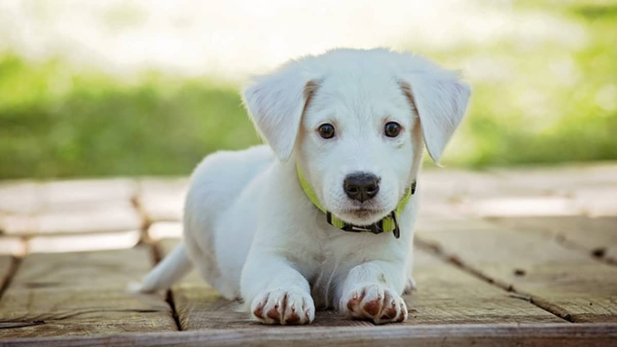 220+ Cute White Dog Names (With Meanings) for Your Puppy - PetHelpful