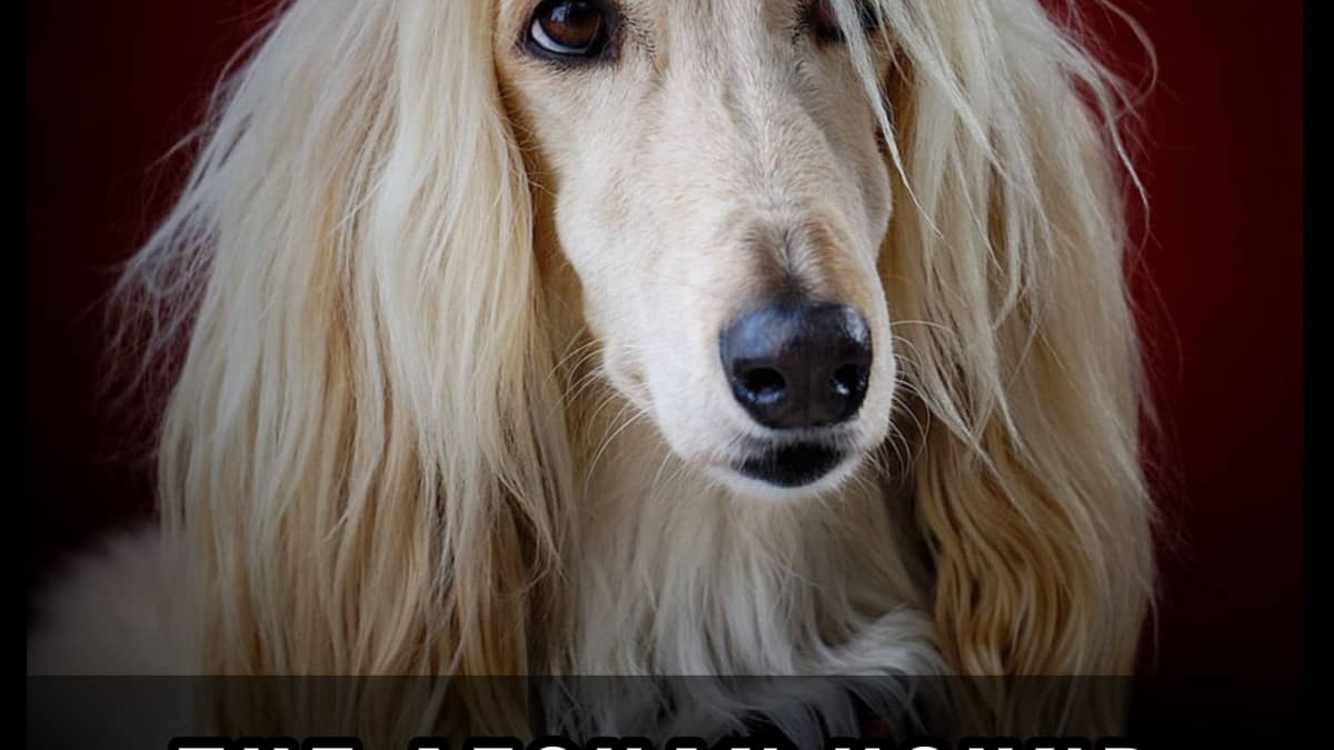 The Afghan Hound: A Guide for Owners - PetHelpful