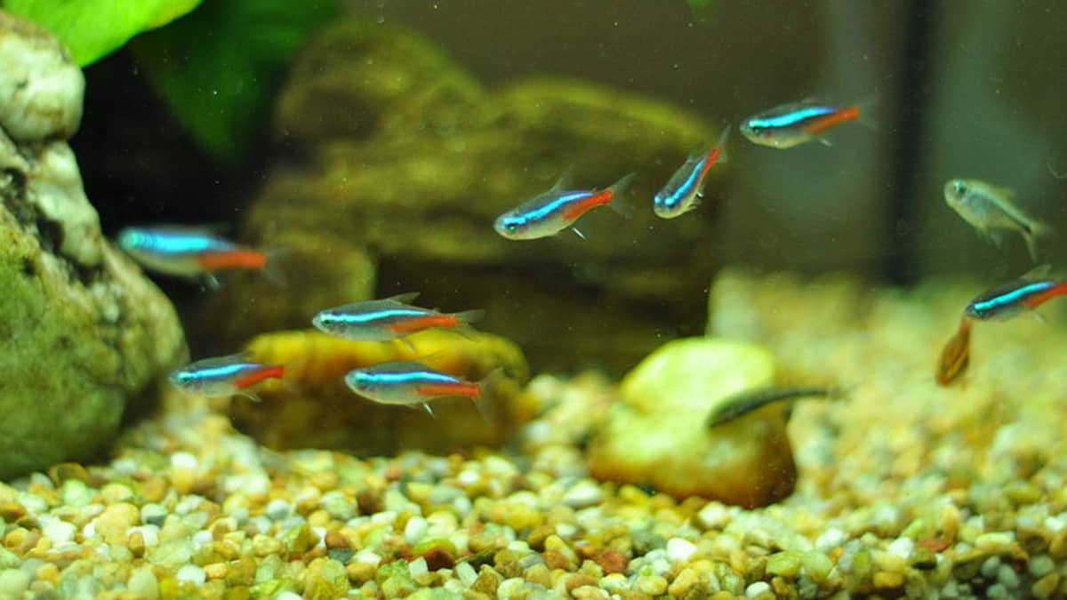 Neon Tetra: Striking Schooling Fish - Flip Aquatics