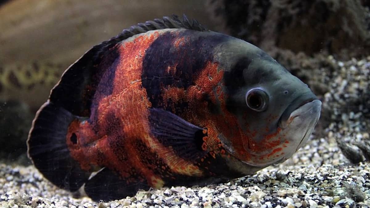 8 Types of Freshwater Catfish for Aquariums - PetHelpful
